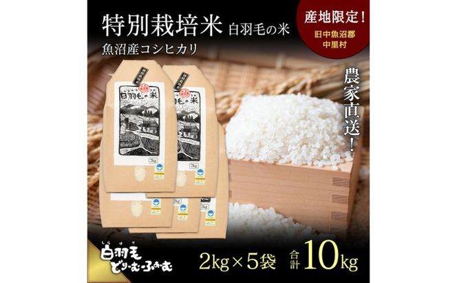 【通年受付】≪令和8年産≫ 農家直送！魚沼産コシヒカリ特別栽培「白羽毛の米」精米(2kg×5袋) 10kg お米 白米