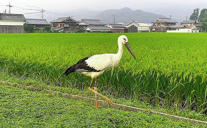 米 コウノトリ舞う田んぼで大自然が育てた"有無ファーム"こだわり米 白米 5kg 精米 お米 栽培期間中農薬・化学肥料不使用