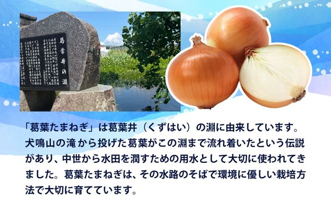 010B1773 【先行予約】葛葉玉ねぎ 6kg（10～15玉）