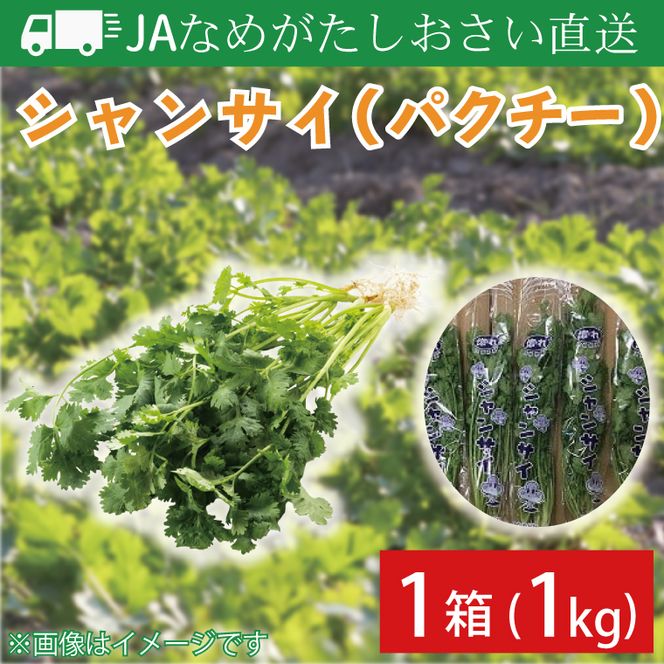 【先行予約】【2026年10月より順次発送開始】JAなめがたしおさい直送　シャンサイ(パクチー1kg)｜シャンサイ パクチー 野菜 1kg JA サラダ 鍋 スープ 茨城県 行方市(AE-28)