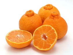 贈答用 森本農園の手選別 不知火 約4.5kg 和歌山県産  2L～3Lサイズ［北海道・沖縄・離島配送不可］［RN133］ 303446_DJ90133