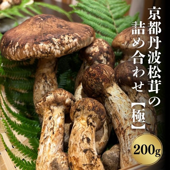 京都丹波松茸の詰め合わせ　200g【極】まつたけ 松茸 詰め合わせ 数量限定 期間限定 きのこ 秋 天然 国産 国内産 京都府 南丹市
