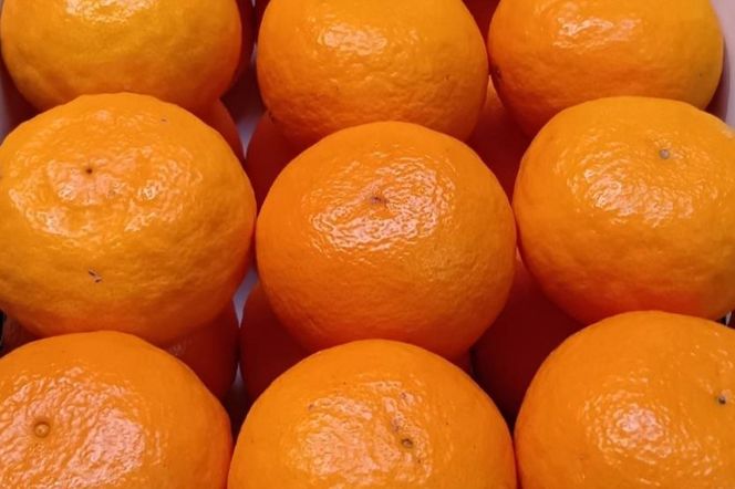 【先行予約】春 みかん カラマンダリン 贈答用（2Lサイズ30玉・秀品） 和歌山有田産