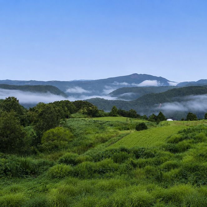 【2026年先行予約】 ぶどう 岡山県産 シャインマスカット  1房箱（約800g） 《2026年10月中旬-11月下旬頃出荷》 葡萄 ブドウフルーツ 果物 スイーツ 数量限定 期間限定 岡山 里庄町 ブドウ ぶどう 葡萄