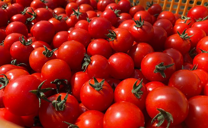 【2026年発送】ミニトマト ほれまる 3kg［松鶴ファーム］野菜ソムリエサミット金賞 トマト ミニトマト プチトマト 野菜 やさい 新鮮 とれたて 甘い 北海道 南富良野