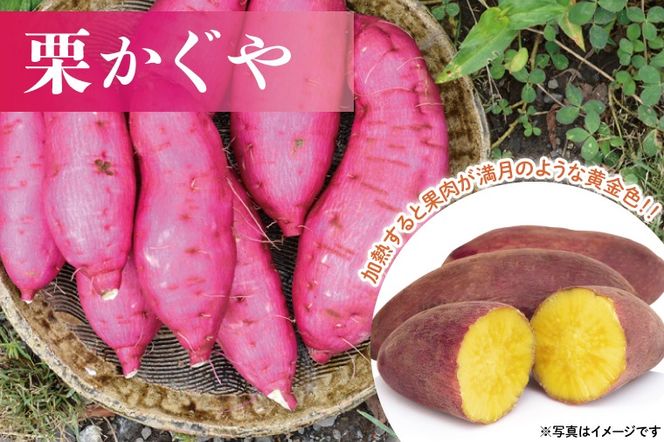 山﨑観光農園の栗かぐや 約 6kg｜栃木県 益子町 ふるさと納税 里山 ほくほく さつまいも 栗かぐや 栗のような甘さ (AU016)