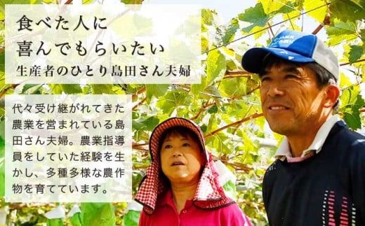 種無し巨峰 約1.8kg 3〜5房 約4kg 8〜10房 選べる内容量 ［おぶせファーマーズ］ 果物 フルーツ ぶどう ブドウ 葡萄 冷蔵便 クール便 長野県産 信州産 令和7年産 【2025年9月上旬〜10月中旬発送】