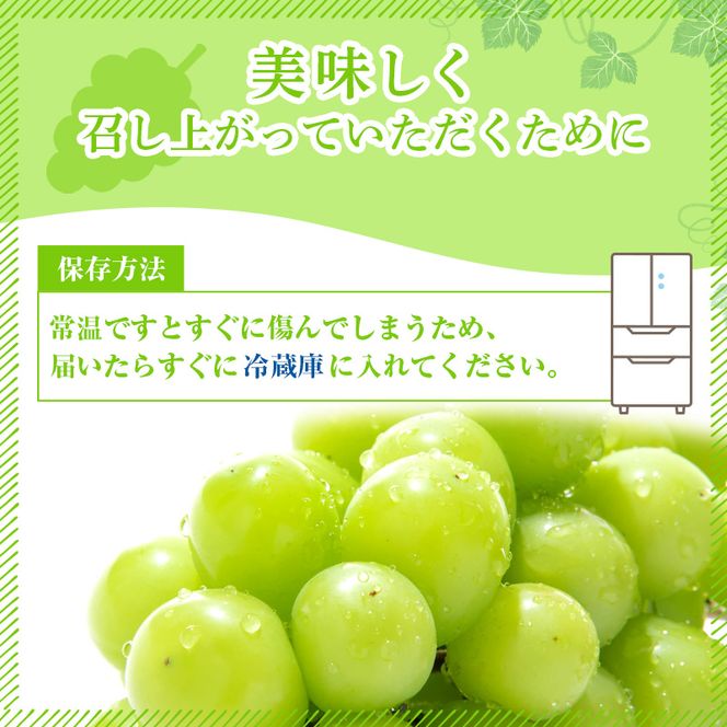 ぶどう 2026年 先行予約 ご家庭用 シャイン マスカット 2～3房 合計約1.2kg ブドウ 葡萄  岡山県産 国産 フルーツ 果物 ギフト