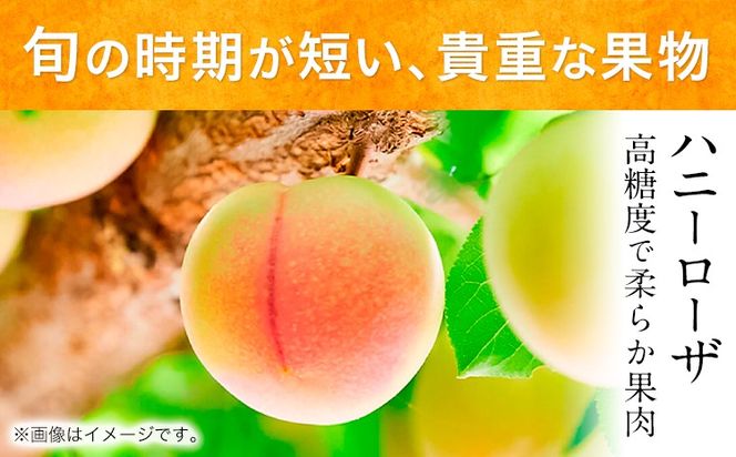 糖度17度の甘さ♪ハニーローザアイスクリーム 120ml 12個 熊本県 玉名郡 玉東町 すもも ハニーローザ アイス ぷらっとぎょくとう《60日以内に出荷予定(土日祝除く)》---gkt_prt_14_12k---