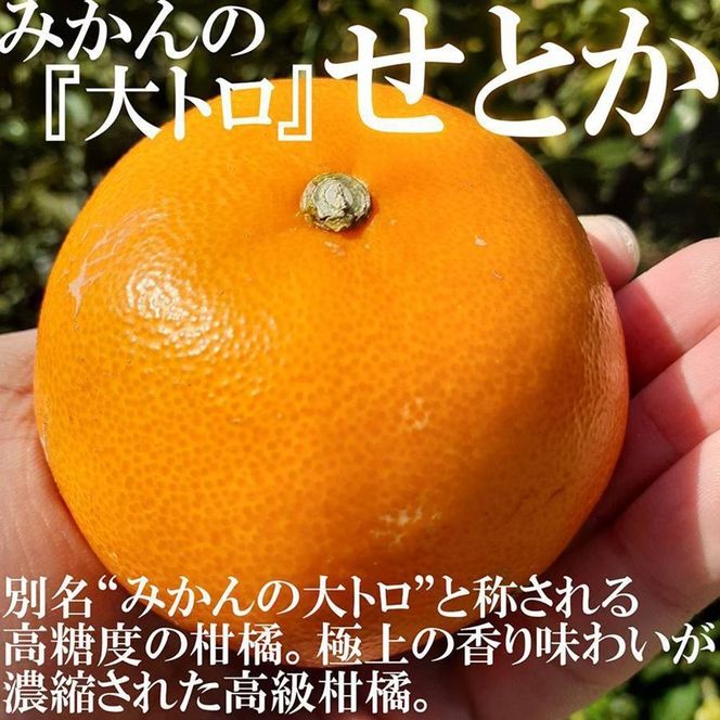 みかん の大トロ せとか 約2kg S～LLサイズ混合 訳あり ブランド 和歌山 有田 みかん 農家直送 オレンジ フルーツ 果物 CE057