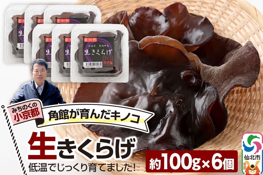 みちのくの小京都・角館が育んだ「生きくらげ」約100g×6個 [きくらげ 木耳 キクラゲ 生 肉厚 秋田県 仙北市 角館]|02_sne-020601