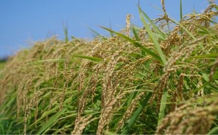 福吉産・山つきの 減農薬米 ・2kg × 3品 種（ ヒノヒカリ 、 夢つくし 、 ミルキークイーン ）セット 糸島 / 二丈赤米産直センター [ABB010] 無洗米