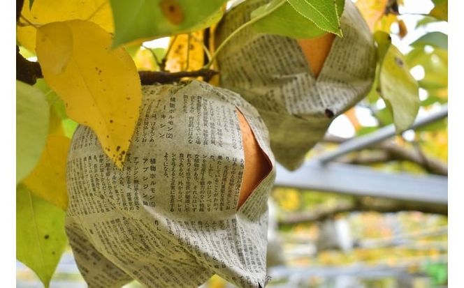 【きよとうファーム】あたご梨と山ぶどうのロゼワイン「季節のほほえみ」 (岡山県産)【KF-S002-03】