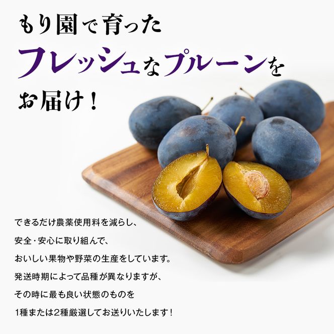 [先行受付] 【8月上旬～9月上旬出荷】北海道 仁木町産 プルーン 約3kg（500g×6パック）サイズ混合 果物類 フルーツ 果物 詰合せ セット [くだもの直売  もり園]