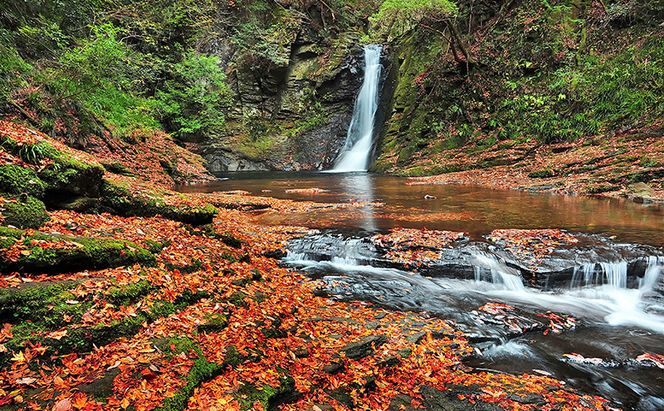 【光と水の幻想体験】赤目四十八滝招待券（2名様）| チケット 券 お出かけ 体験