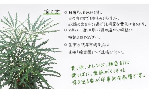 アラレア グリーンエレガンス 5号ポット 1点 家庭 で 園芸 鉢植え 苗 庭木 果樹 ガーデニング 植物 確実園 観葉植物 インテリア 植木鉢 [BG019us]