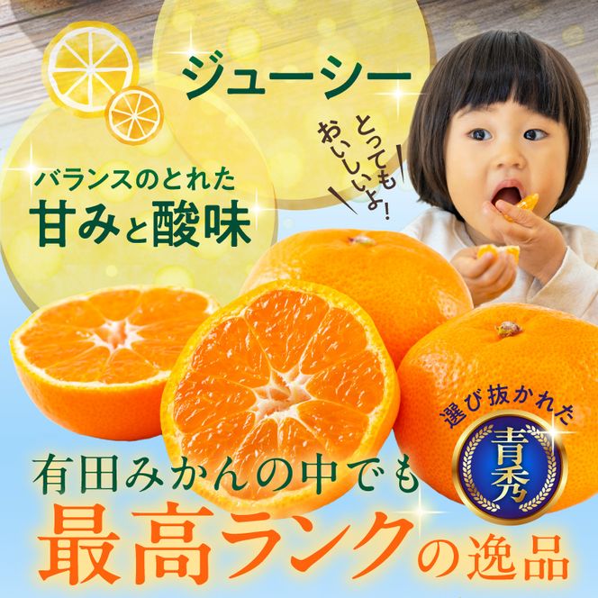 【2026年先行予約】「高級 田村みかん」 青秀 約10kg Sサイズ 和歌山県有田産 有田みかん_U6244