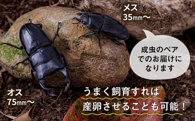オオクワガタ ペア (Lサイズ)　糸島市 / 糸島クワガタの森 昆虫 ペット [AUN004] クワガタ オオクワガタ  クワガタムシ 昆虫 ペット 虫 生体 国産 ペア 成虫