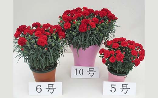 カーネーション10号キサラギ鉢（30cm） F4N-1397