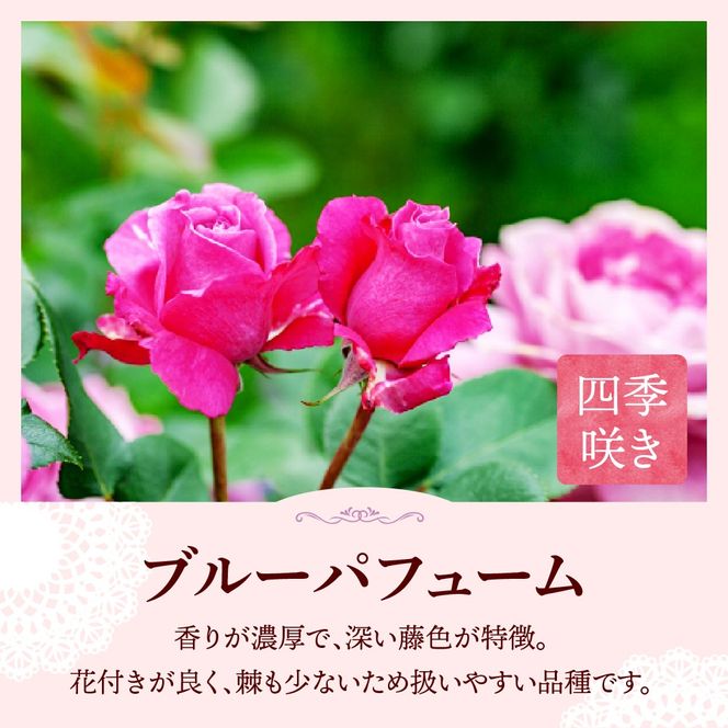 【群馬県千代田】ブルーパフューム　【バラ】　鉢植え　６号鉢　鈴木ガーデン
