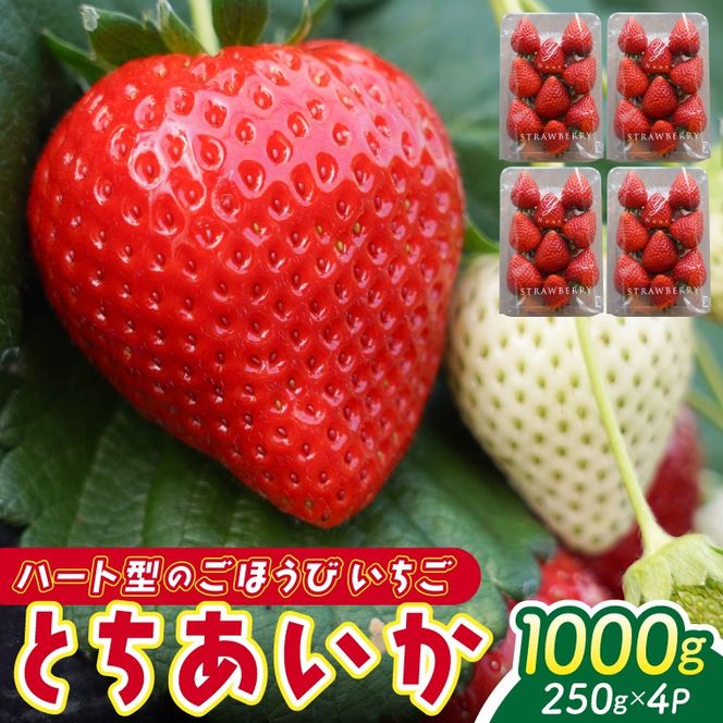 yȖ،vqzy2026N1Jnzys\zn[g^̂J Ƃ v1kg (250×4pbN) | Ȗ، ӂ邳Ɣ[  C`S  ʕ t[c Ƃ n J n[g^  (DS001)