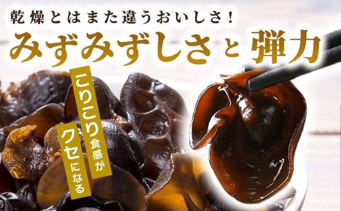 湘南しいたけ 生 きくらげ 500g きくらげ 木耳 キクラゲ 生 ぷりぷり プリプリ こりこり コリコリ 栄養 ヘルシー ダイエット 中華  アレンジ スープ サラダ 新鮮 きのこ キノコ 弾力【農福連携】