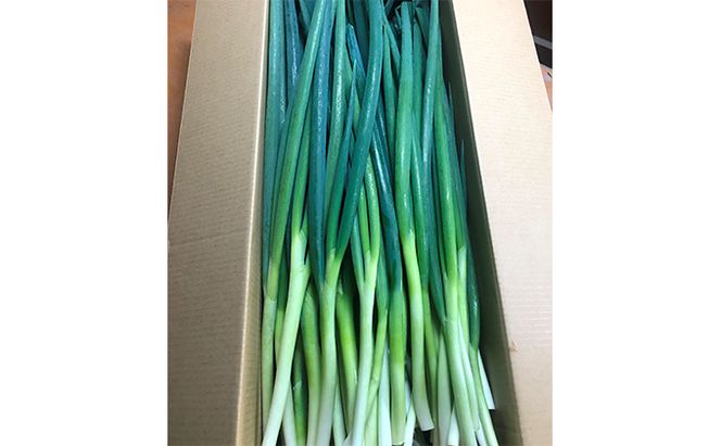 生産農家直送 京野菜・九条ねぎ5kg〈ねぎ ネギ 葱 九条ねぎ 京野菜 京都 新鮮 甘い 農家直送 野菜〉 