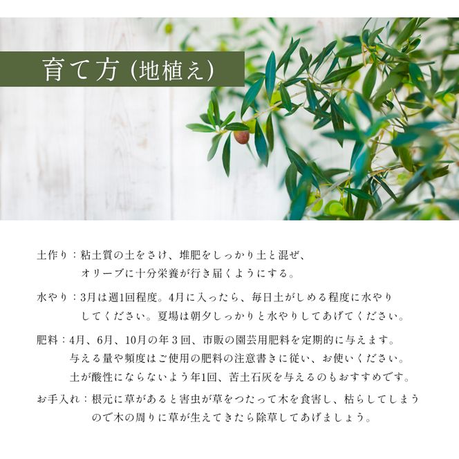 【 小豆島 】小豆島のオリーブ苗木 2本セット（中） 植物 観葉植物 インテリア オリーブ 苗木 香川 香川県 土庄 土庄町