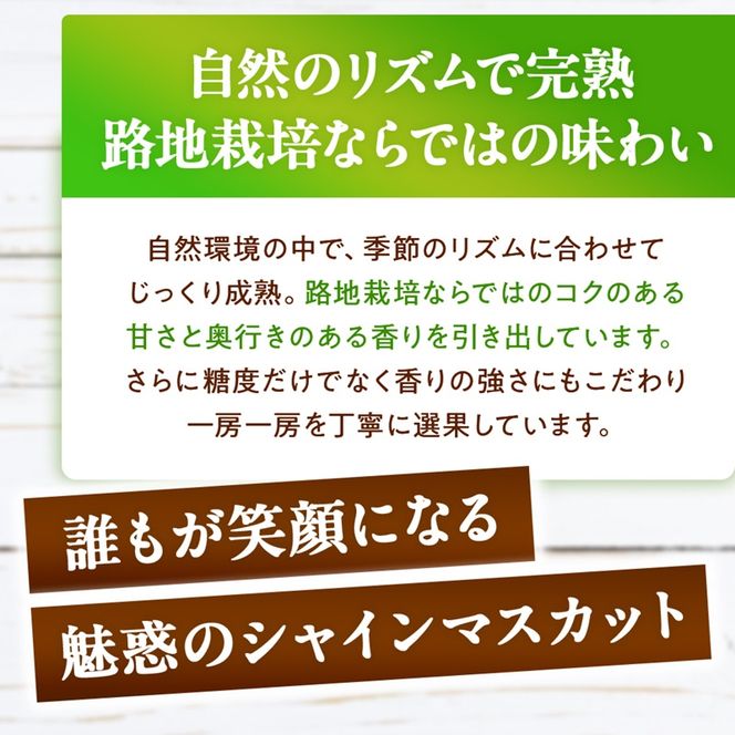 訳あり シャインマスカット 晴王 2房 合計1.0kg以上 ぶどう 葡萄 シャイン マスカット 岡山 岡山県産 桃太郎御一行 2026年 先行予約