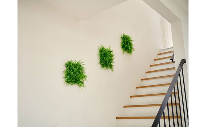 ＤＥＣＯ ＧＲＥＥＮ ウォールパネル WG-50A アジアンタム 3個セット フェイクグリーン 壁掛け  アイリスオーヤマ ウォールグリーン 25×25cm 正方形 インテリア おしゃれ 壁面緑化パネル 人工観葉植物