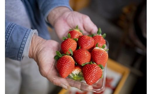 いちご 苺 イチゴ 紅ほっぺ さがほのか 高知県産 【先行予約】 いちご 紅ほっぺ さがほのか 約 1kg ( 約 250g × 4パック ) 【2026年12月～発送予定】 果物 フルーツ イチゴ 苺 小分け パック 期間限定 季節限定 数量限定 旬 高知県産 高知県安芸市 大粒 新鮮 海洋深層水 農家直送 贈答用 ギフト プレゼント 人気 通販 お取り寄せ 特産品 安芸市 高知県