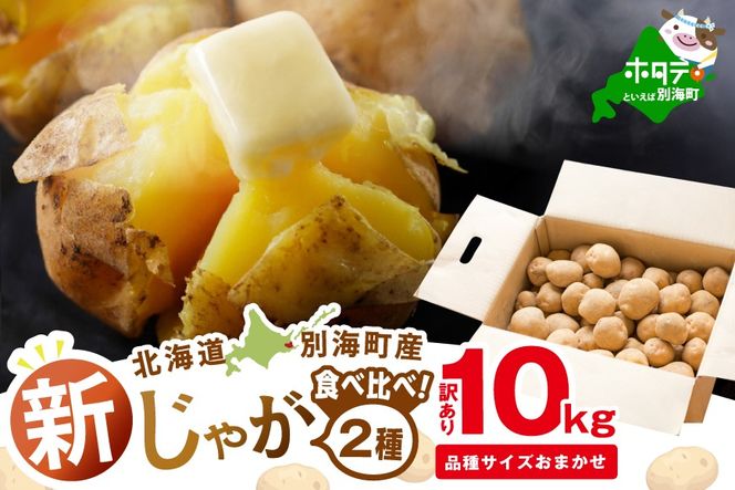 ykCʊCz2025N10`12 kCʊCY Ⴊ10kg (Q킨܂)yJV0000003z iAZVAj݁A[NC[Abh[j