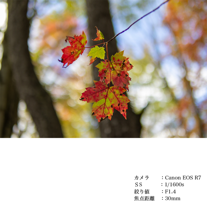 SIGMA 30mm F1.4 DC DN | Contemporary【富士フィルムXマウント】