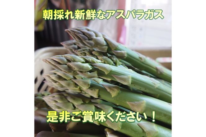 【予約：2026年4月中旬から順次発送】ハウス栽培 グリーンアスパラ 1.2kg ( アスパラガス 野菜 新鮮 朝採れ )【231-0001】