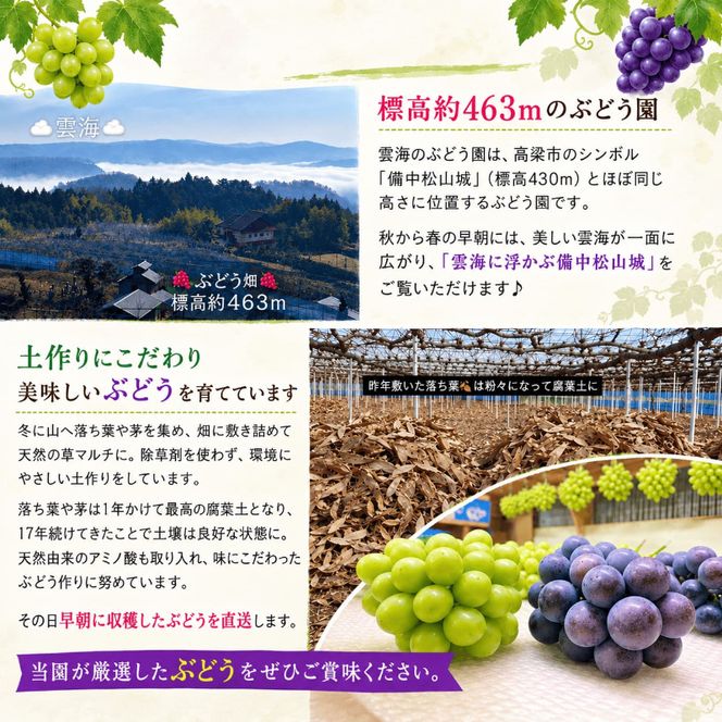 ニューピオーネ7～9房入り 約4kg コンテナ茶箱 ご家庭用 岡山県高梁市産