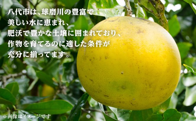 【先行予約】ファーストクイーン 2玉 サラダ感覚 熊本県 八代市産 みかん チャンドラポメロ ザボン 早生文旦 わせぶんたん ボンタン 【2026年10月下旬より順次発送】