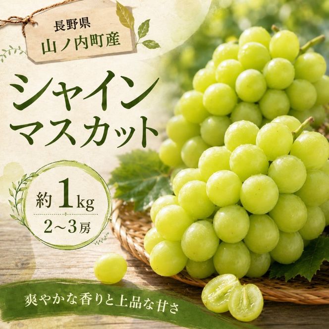 【2026年9月～発送】シャインマスカット約1kg 2～3房 長野県産