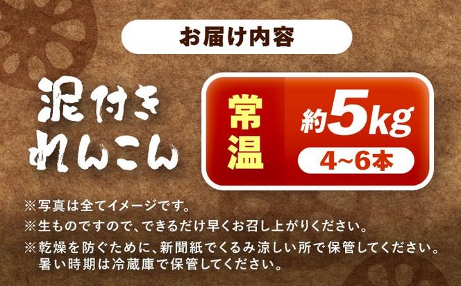 泥付きれんこん 約5kg (常温) 野菜 レンコン 愛西市 / JAあいち海部れんこんセンター 【配送不可地域：北海道・沖縄・離島】[AEDK003]
