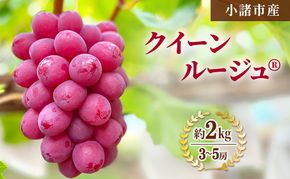 【先行予約／2026年9月発送】クイーンルージュ(R)約2kg 3～5房 重量保証 信州 小諸 果物 フルーツ ぶどう ブドウ 種無し 甘い 完熟 季節限定 贈答用 大粒 産地直送 新鮮 お取り寄せ こだわり ギフト