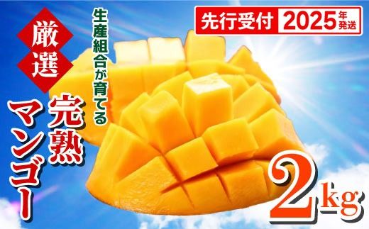 先行受付】【2025年発送】生産組合が育てる厳選・完熟マンゴー約 先行受付】【2025年発送】生産組合が育てる厳選・完熟マンゴー約