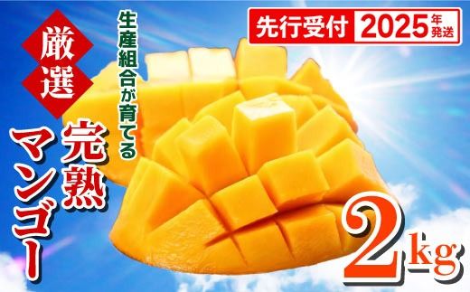 【先行受付】【2025年発送】生産組合が育てる厳選・完熟マンゴー約2kg