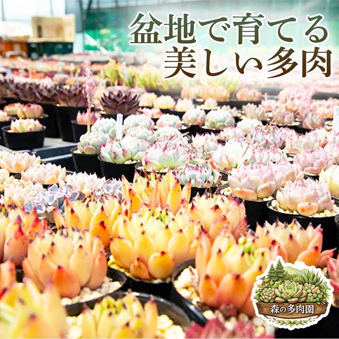 【初めての方にも育てやすい】色づきの美しい多肉植物お任せ多肉セット（8株）  1セット 多肉植物 多肉 植物 家庭菜園 初心者 簡単 厳選 無加温  美しい ハウス 色鮮やか 輸入苗 名張市特有 盆地気候 三重県 名張市