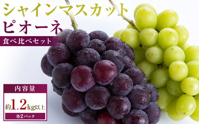 シャインマスカット+ピオーネ　パック食べ比べセット　約1.2kg以上(各2パック) 372013_T006-827J