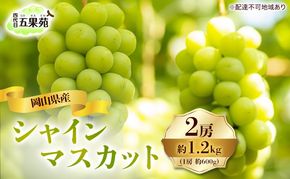 ぶどう 2026年 先行予約 シャイン マスカット 2房 合計1.2kg（1房 約600g）岡山県産 四代目 五果苑 果物類 フルーツ 甘い 種なし 皮ごと 詰め合わせ