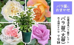 花巻温泉バラ園で育った「バラ大苗」7号サイズ -園長におまかせ- 【1659】