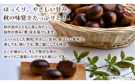 栗 10kg 【2026年9月上旬発送開始】(茨城県共通返礼品：大子町) くり マロン 果物 スイーツ モンブラン 栗きんとん 生栗 焼き栗 甘栗