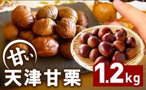 099H2329 当店自慢の天津甘栗 1.2kg【小分け 400g×3P お菓子 おつまみ 人気 甘味料不使用】