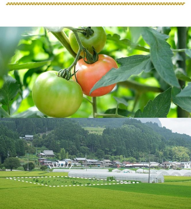曽爾村特産高原トマト約2kg　令和8年度産※電話での調整後順次発送（北海道・沖縄県への送付不可）