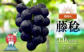 【2026年 先行予約】山梨県都留市産 朝採れ 藤稔 約1.0kg 以上(２~3房）｜山梨 ぶどう 富士稔 フルーツ 先行予約 新鮮 FF002