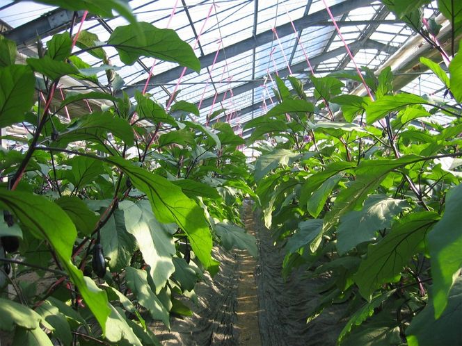 幸田町産「とげなし美茄子」 5kg ｜ なす ナス 茄子 野菜 ※11月～6月に順次発送予定